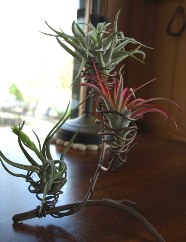 Air plants may displayed in an artistic plant stand.
