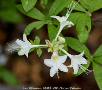 Alabama azalea (Rhododendron alabamense) with white, fragrant flowers.