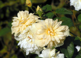 'Alister Stella Gray', a noisette rose