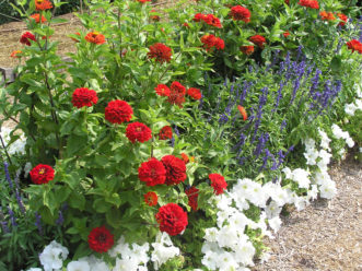 An annual flower bed with zinnias, salvia and petunias.