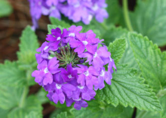 Annual Verbena (Verbena 'Temari Patio Blue').