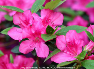 'Autumn Amethyst' Encore azalea.