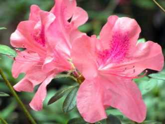 'Autumn Coral' Encore azalea.