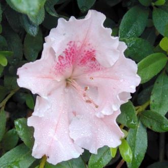 'Gumpo Pink' Satsuki azalea.