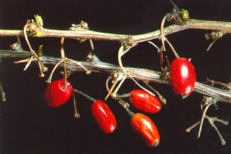 Berries of Japanese barberry