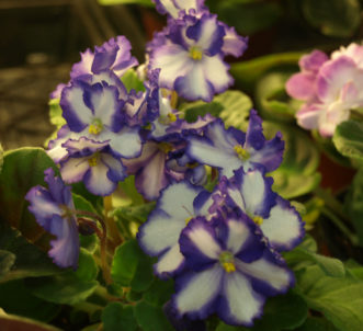 Bi-colored flowers of this African violet (Saintpaulia species) have white petals with contrasting purple borders.