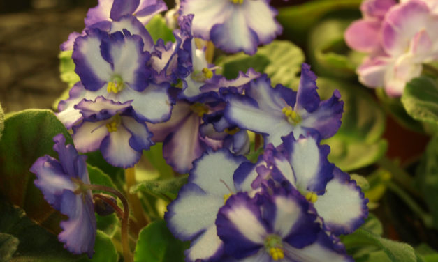 African Violet