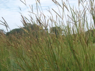 Big Bluestem (Andropogon gerardii) is a native grass with blue-green foliage.