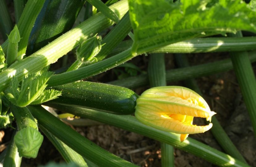 Black Beauty zucchini squash is a popular variety that was introduced in the 1920’s.