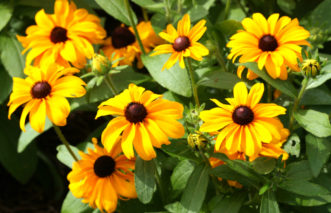 Black-eyed Susans (Rudbeckia 'Tiger Eye Gold').