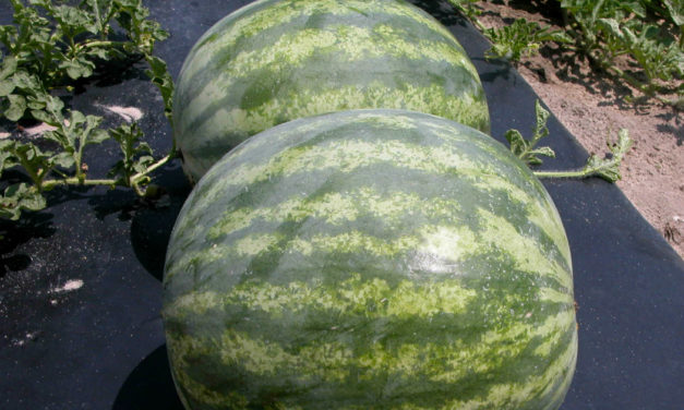 Watermelons
