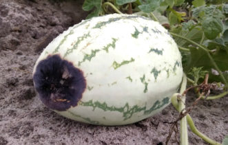 Blossom end rot is caused by a calcium deficiency in the fruit.