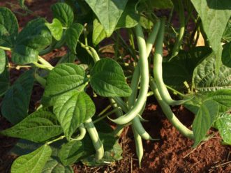 Blue Lake 274 is a popular variety of bush-type green beans.