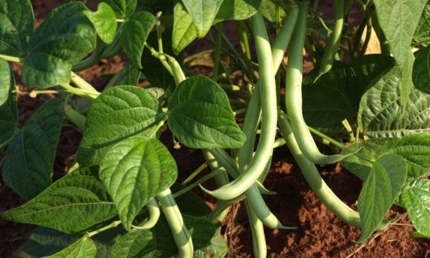 Bush & Pole-Type Snap Beans