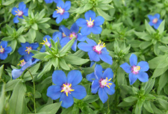 Blue Pimpernel (Anagallis monelli).