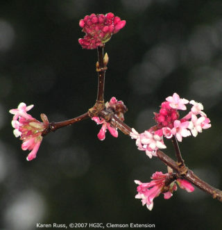 Bodnant viburnum (Viburnum x bodnantense) in bloom in late December.