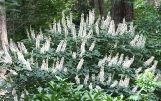 Bottlebrush buckeye (Aesculus parviflora) in full bloom during late June.