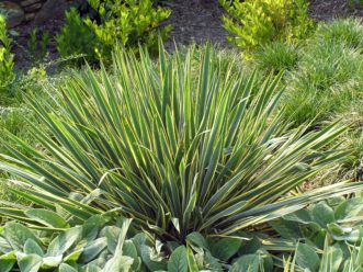 ‘Bright Edge’ Adams needle yucca