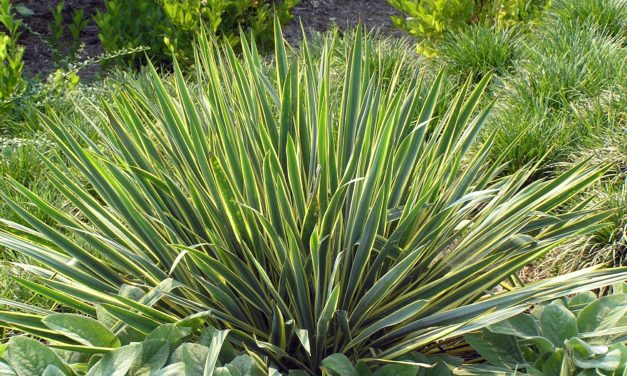 Yucca