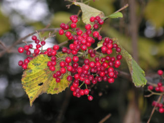 Brightly colored fall berries are a feature of many viburnums, as with this Viburnum wrightii. 