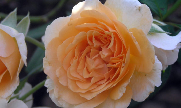 Pruning Roses