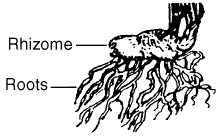 Bulb like stem called a rhizome that grows horizontally just below the soil surface