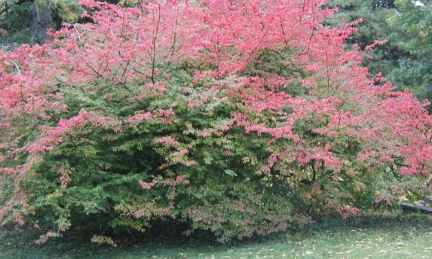 Euonymus
