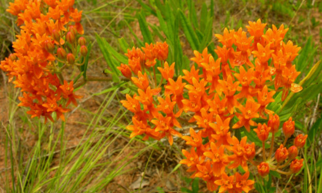 Growing Perennials