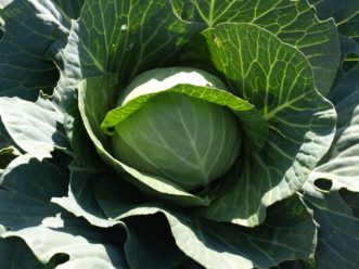 Cabbage (Brassica oleracea, Capitata Group) is a cool-season vegetable that grows best in well-drained sandy loam soils that have high organic content.