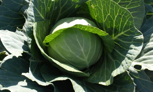 Cabbage & Chinese Cabbage