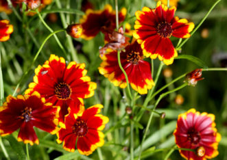 Calliopsis (Coreopsis tinctoria' Highland Blast').