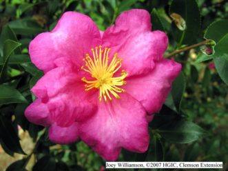 Camellia hiemalis 'Kanjiro' blooming in November.