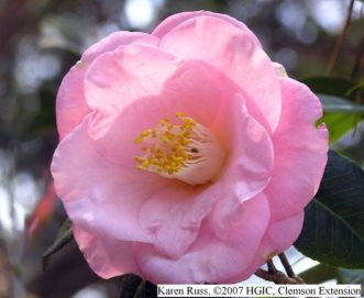 Camellia japonica 'Berenice Boddy' blooming in February with semi-double flowers.