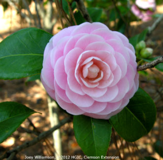 Camellia japonica ‘Pink Perfection’ blooming in March with formal double flowers.