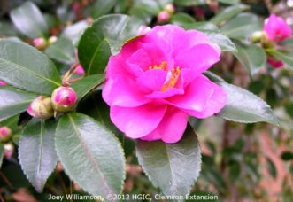 Camellia sasanqua ‘Shishi-Gashira’ blooming in November.