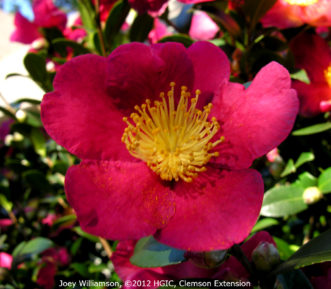 Camellia vernalis ‘Yuletide’ with single form, crimson red flowers in November.