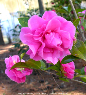Camellia x williamsii ‘Debbie’ with rose pink blooms in March. This is a hybrid between C. japonica and C. reticulata.