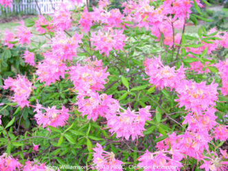 'Camilla’s Blush' Piedmont azalea (Rhododendron canescens).