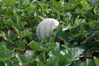 Cantaloupes and honeydews need a lot of space in the garden.