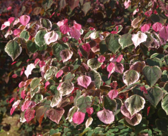 Carolina Sweetheart™ redbud (Cercis canadensis ‘NCCC1’) has foliar variegation with various shades of white, green, and hot pink.