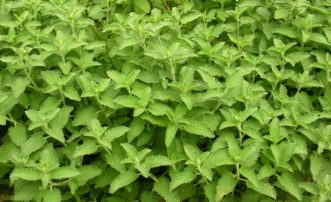 Catnip (Nepeta cataria) is a perennial herb that has volatile oils that are attractive to cats.