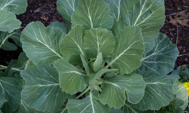 Collards