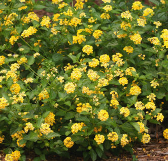 ‘Chapel Hill Gold’ Lantana is a branch sport of ‘Chapel Hill Yellow’ Lantana.