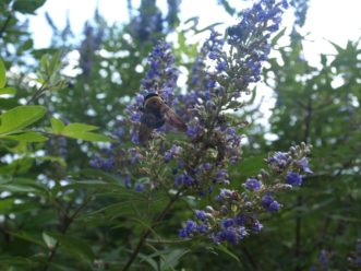 Chastetree (Vitex agnus-castus) attracts many pollinating insects, such as an Eastern carpenter bee.