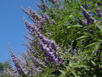 Chastetree (Vitex agnus-castus) may be grown as a large shrub or small tree.