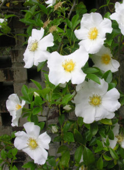 Cherokee rose (Rosa laevigata) covering a brick wall.