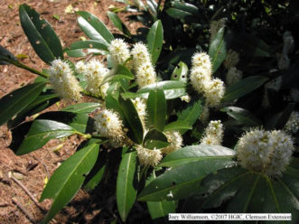 Cherry laurel flower spikes.