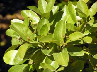 Chinese fringetree foliage.
