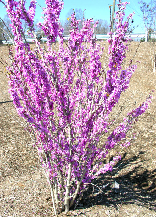 Chinese redbud (Cercis chinensis) in bloom.