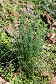Chives (Allium schoenoprasum) are easy to grow herbs, and the chopped leaves and flowers are used in many recipes.